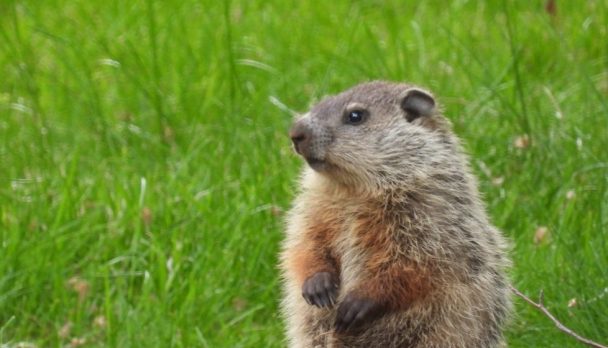 Adorable,Baby,Groundhog,Poses,For,Photos,In,A,Cemetery
